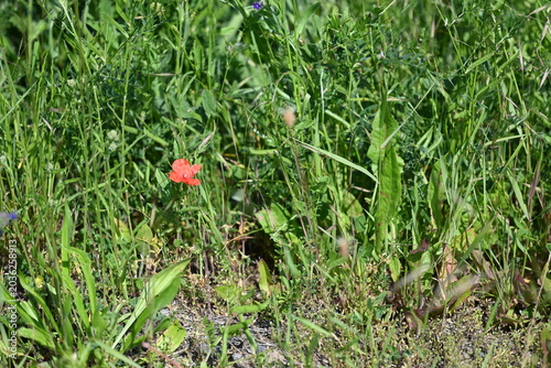 A single red poppy flower blooming in a dense green grass field.