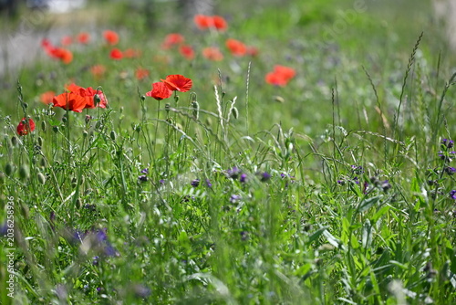 A wide field of red poppy flowers Papaver rhoeas blooming among green grass under natural light.