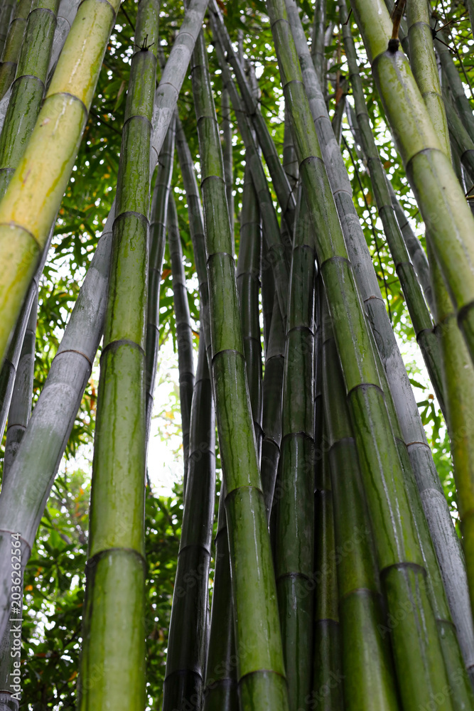 Obraz premium Green bamboo forest at Chengdu Research Base of Giant Panda Breeding
