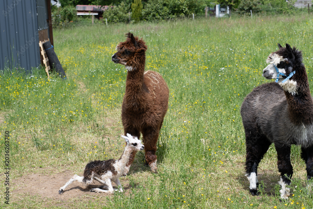 Naklejka premium alpaka tier natur lama familie