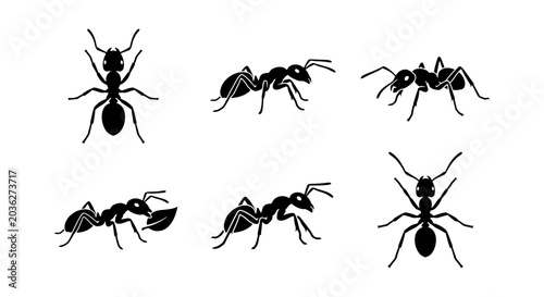 Принти на полотні Black ant silhouettes, 6 insect vector icons, worker ant colony set