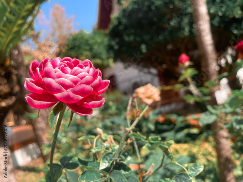 Beautiful of red rose flowers tropical with green leaves