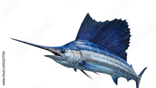 Canvas-taulu Blue marlin fish with extended bill and dorsal fin detailed photograph on transp