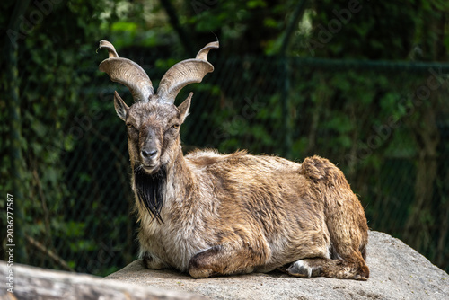 Bild auf Leinwand Turkmenian markhor, Capra falconeri heptneri living on the rocks