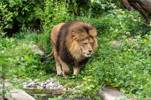 Bild auf Leinwand The lion, Panthera leo is one of the four big cats in the genus Panthera