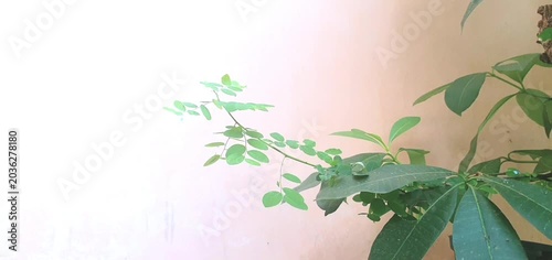 Green Foliage and Plant Branch Extending Across Pale Wall Background