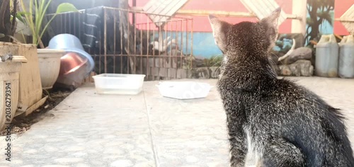 Cat Seen From Behind Looking Towards Garden Yard and Bowls