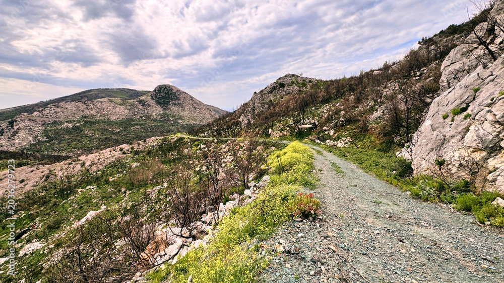 Obraz premium Burned forest landscape near Sutomore showing post-wildfire regeneration on trail