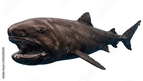 Fotografía A megalodon shark with open jaws detailed skin texture and visible teeth on tran