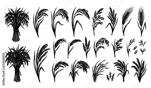 Cuadro en lienzo Rice ears grain silhouette vector set agriculture harvest illustration