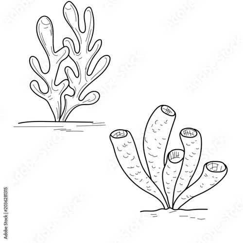 Foto Corals, polyps and starfish, a set of hand-drawn sketches