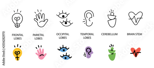 фотографія Brain part function icons