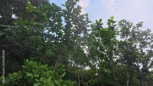 Looking up at small trees swaying in the wind.