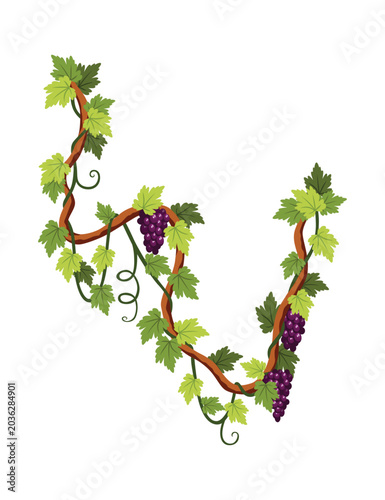 Grape bunch. Cluster of berries and leaves. Grape vine, decorative climbing plant. Fruit, growing healthy food isolated on white background