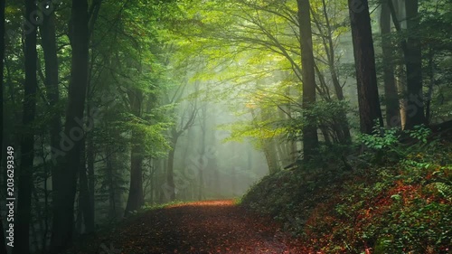 Moving through a misty forest with green and yellow foliage in early autumn. Fog, light and branches create depth in a tree tunnel