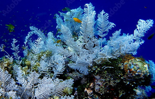 Philippines sea life