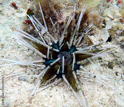 Philippines sea life