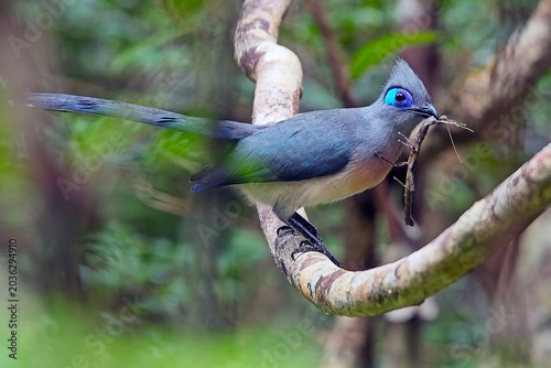 Crested Coua, (Coua cristata) with stick insect prey, an endemic bird of Madagascar.