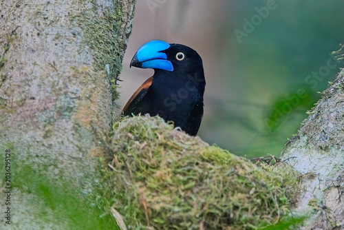 Helmet Vanga (Euryceros prevostii), male on its nest, Masoala National Park, Madagascar.