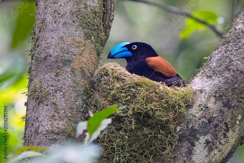 Helmet Vanga (Euryceros prevostii), male on its nest, Masoala National Park, Madagascar.