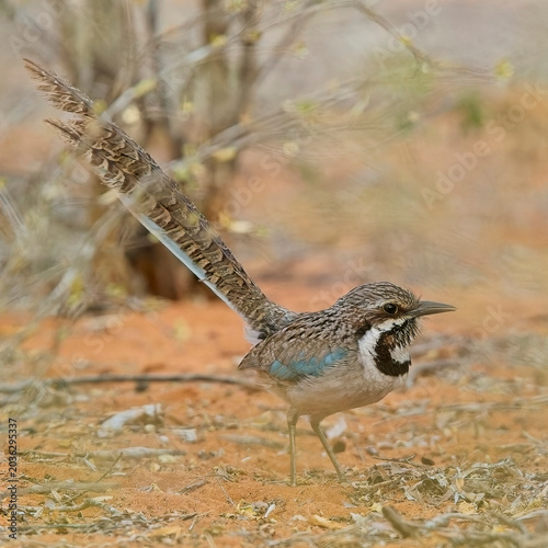Long-tailed Ground Roller (Uratelornis chimaera) an endemic bird to Madagascar.