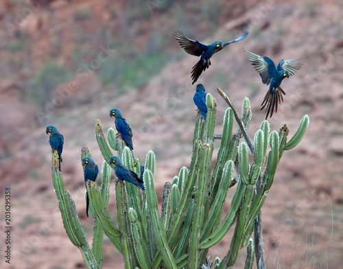 Indigo Macaws or Lear's Macaws (Anodorhynchus leari), in the Lear's Macaw Reserve, Brazil.  An  Brazilian Endemic bird.