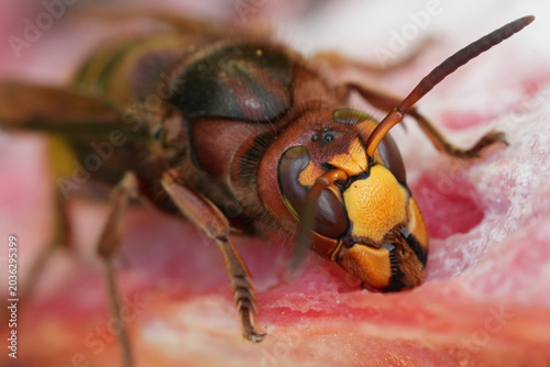 Detailed closeup on a vibrant colored queen European hornet, Vespa crabro feeding on a watermelon in the garden
