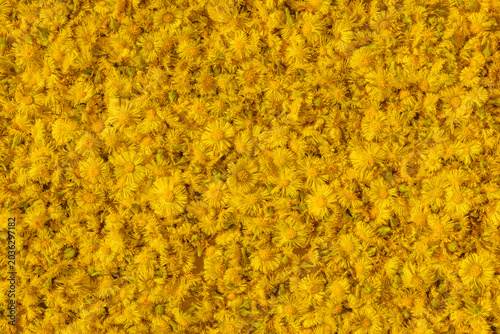 Frische Huflattich Blüten, Tussilaga Farfara