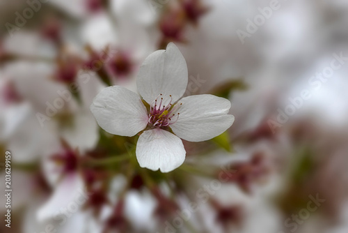 Closeup of flowers of Yoshino Cherry (Prunus yedoensis) against a diffused background in spring