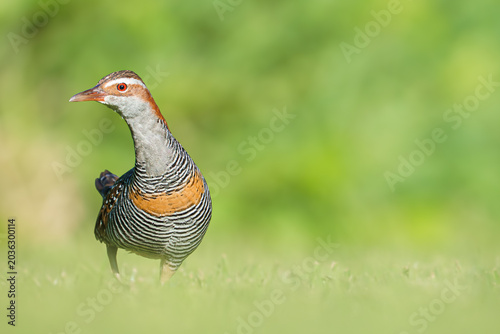 A Buff-banded Rail is walking on the grass.