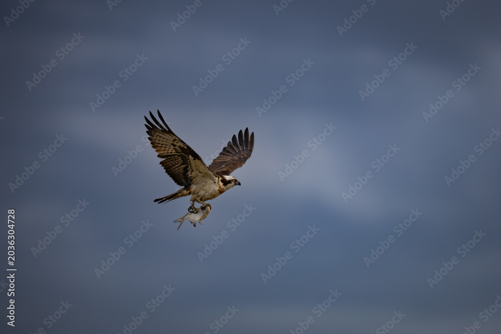 Fototapeta premium The osprey flies past with lunch in its talons.