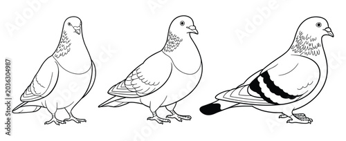 Pigeon Outline Drawing Collection: Black and white line art illustrations of pigeons in standing poses. pigeon sketch, bird outline, dove drawing, animal illustration, line art design.