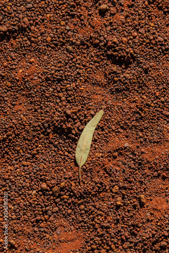 Australian outback photo, red soil with eucalyptus leave. 