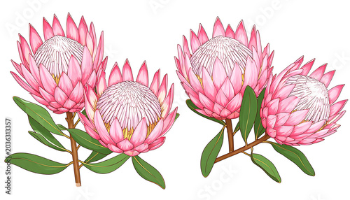 Isolated king protea flowers with green leaves on a white background, detailed botanical illustration