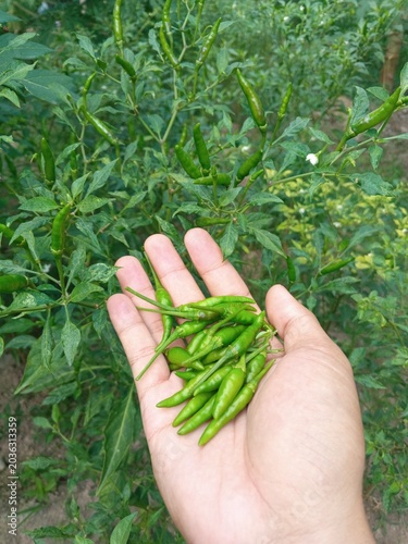 Hand holding small green chili peppers on a plant in a garden, harvesting fresh produce