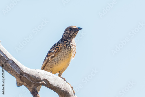 A Western bowerbird is perched on a tree.
