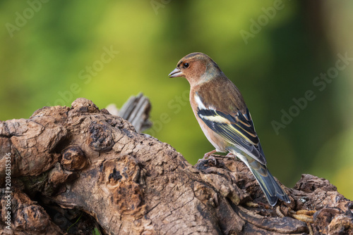 fringuello (Fringilla coelebs)