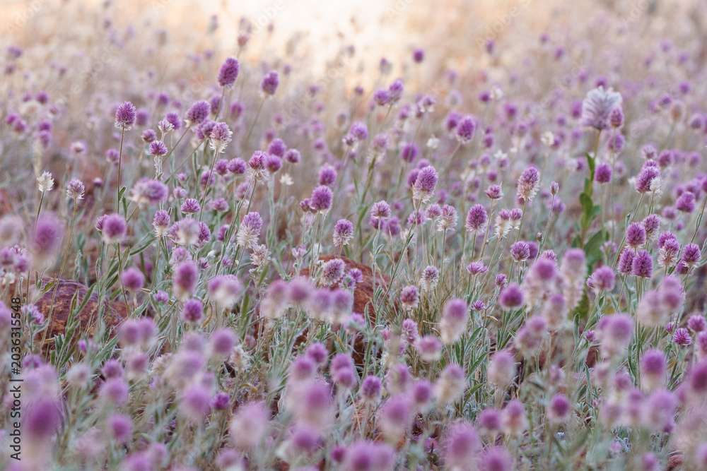 Fototapeta premium Full Pom Pom flowers Bloom in field on Sunny day.