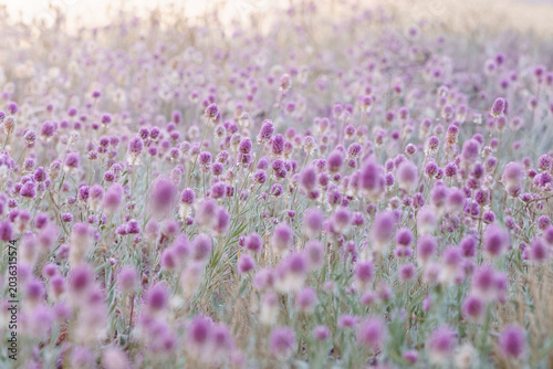 Full Pom Pom flowers Bloom in field on Sunny day.