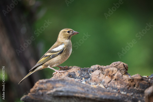 fringuello (Fringilla coelebs)