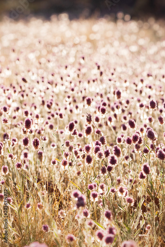 Full Pom Pom flowers Bloom in field on Sunny day.