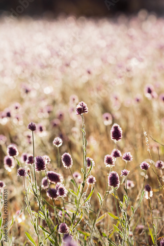Full Pom Pom flowers Bloom in field on Sunny day.