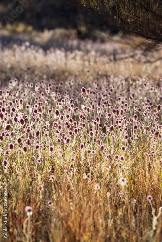 Full Pom Pom flowers Bloom in field on Sunny day.