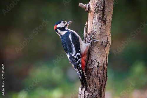 picchio rosso maggiore (Dendrocopos major)