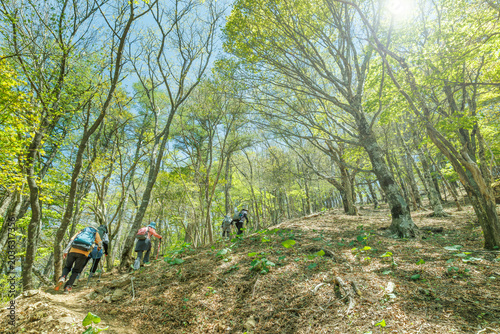 新緑の美しい登山道を歩くハイカーの後ろ姿