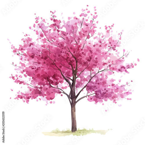 Tableau sur toile Redbud Tree, watercolor clipart vector, isolated on a white background