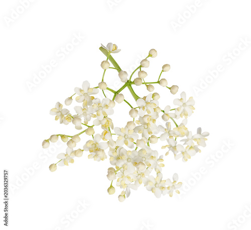 Close-up of a single elderflower sprig with white blossoms and green buds isolated on transparent background, minimalist layout for organic cosmetics, wellness, and herbal medicine concept