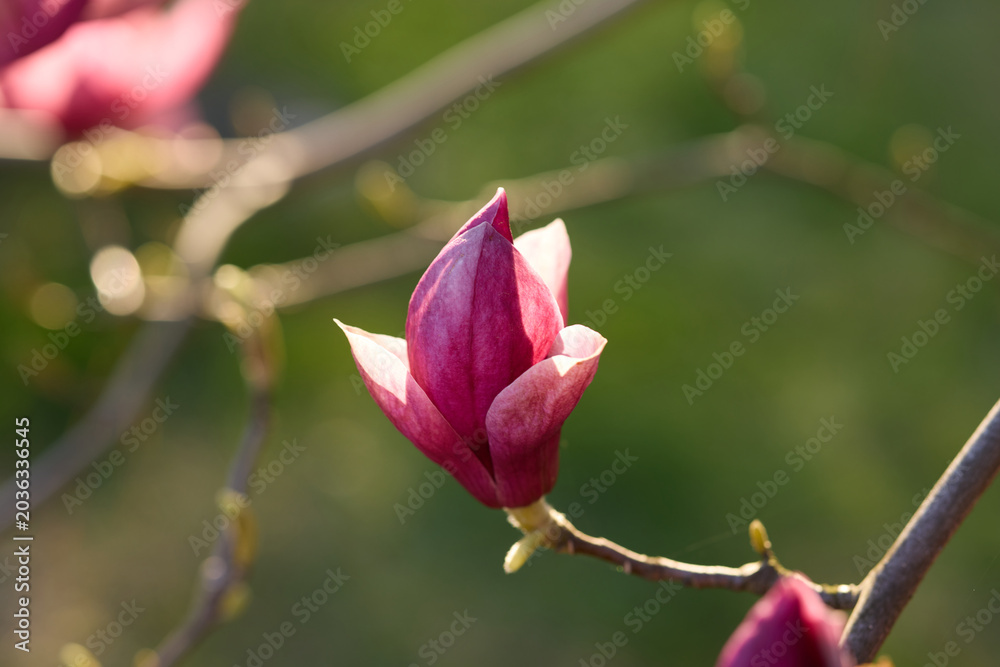 Fototapeta premium A magnolia flower is seen blooming on a branch in a garden. The sunlight highlights the flower and the greenery in the background during a spring afternoon.