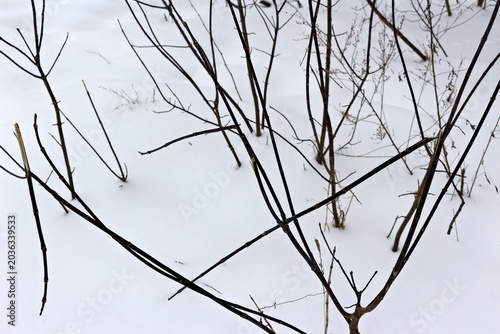 Photos Dark, stark bare branches pierce bright white snow, featuring a few broken stems