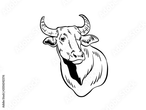 bull on white background